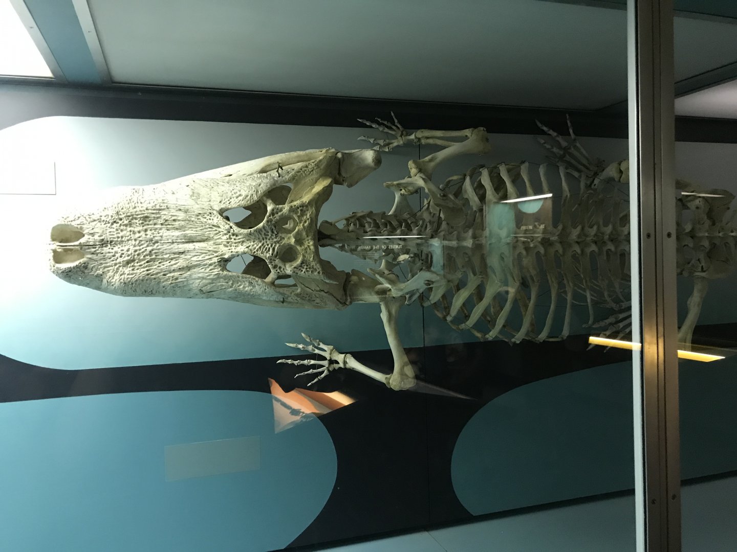 American Alligator Skeleton