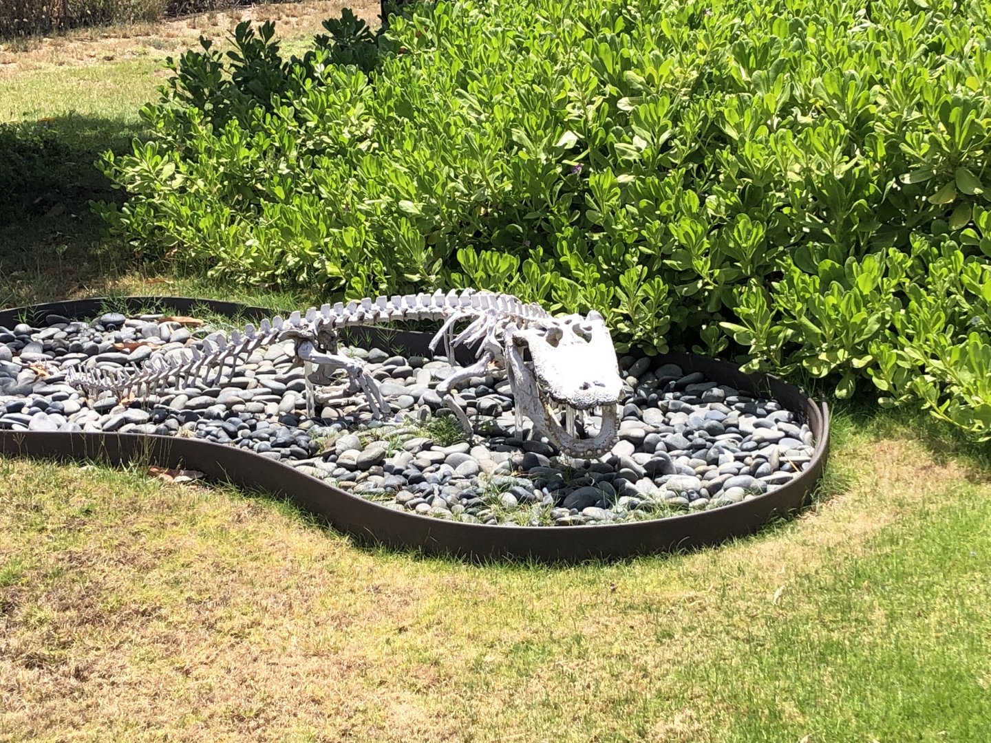 American alligator skeleton