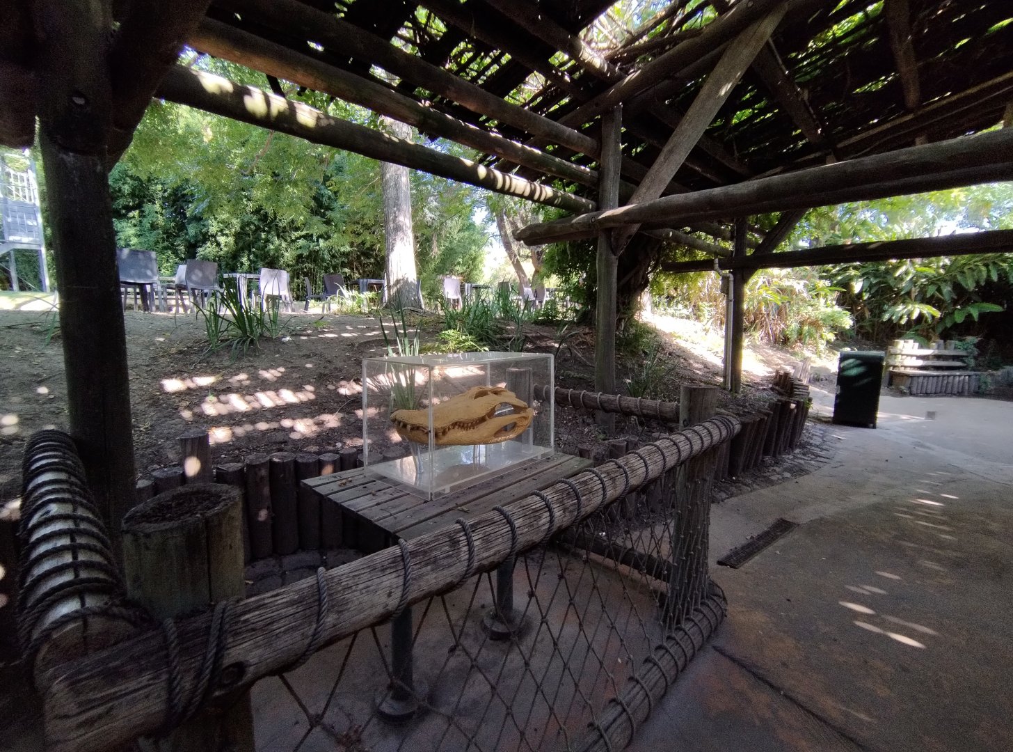 American alligator skull display - Temaiken