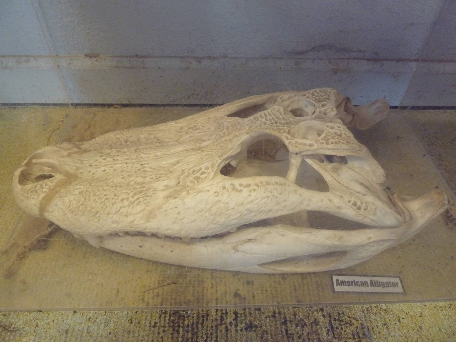 American Alligator Skull
