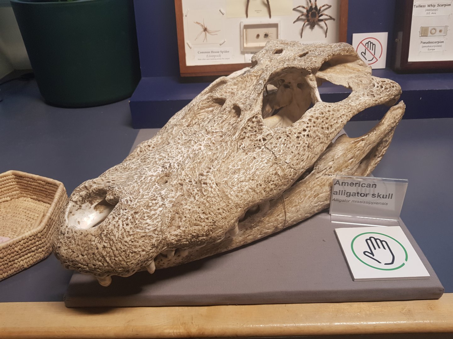 American Alligator Skull