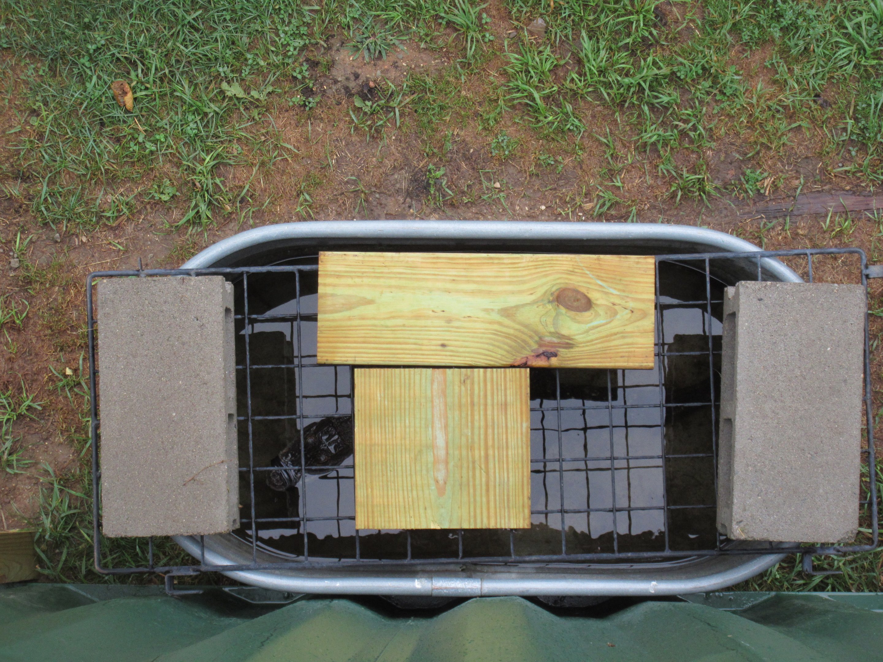 American Alligator - Solitary Confinement?