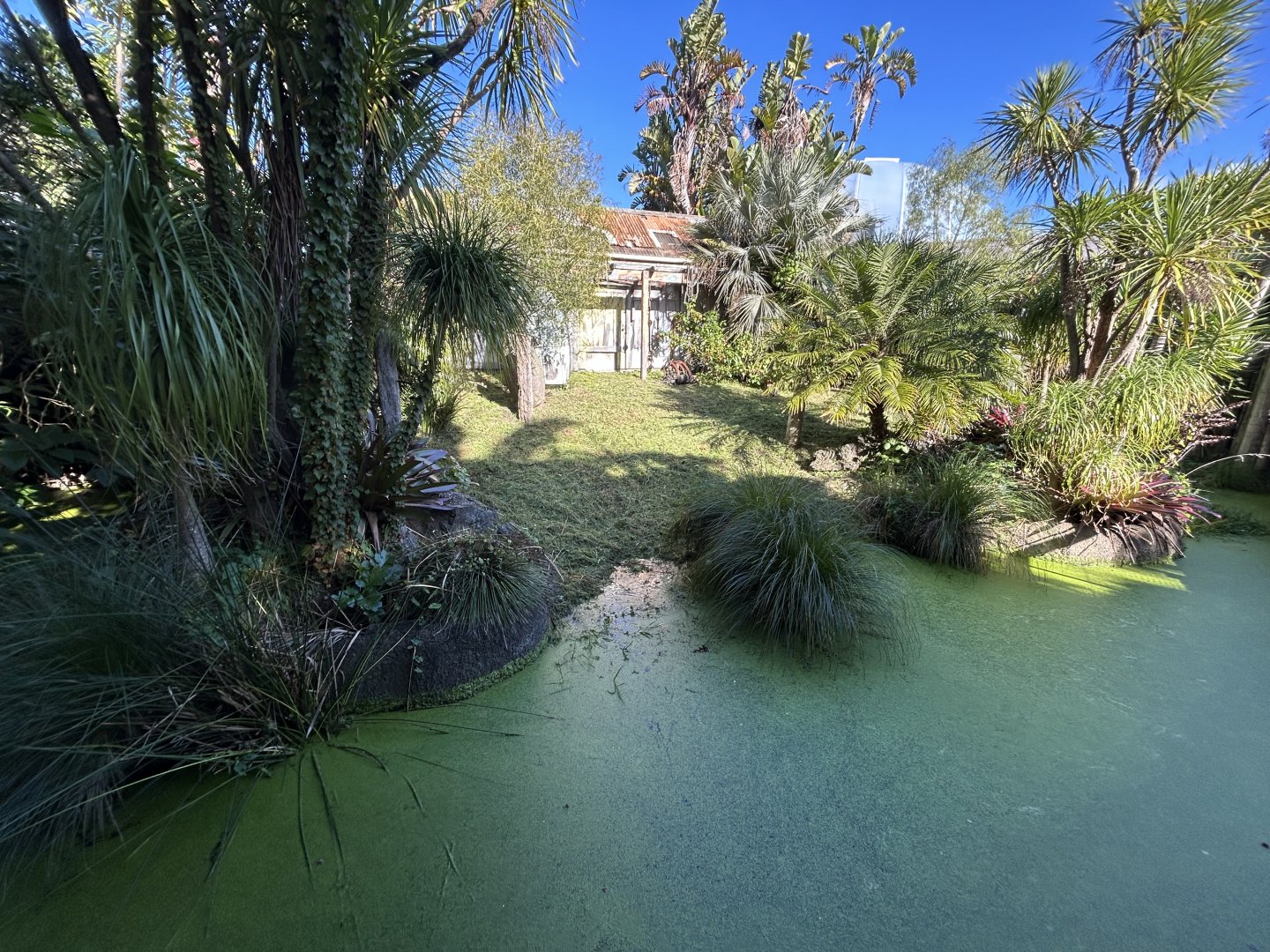 American Alligator - South American Rainforest Track