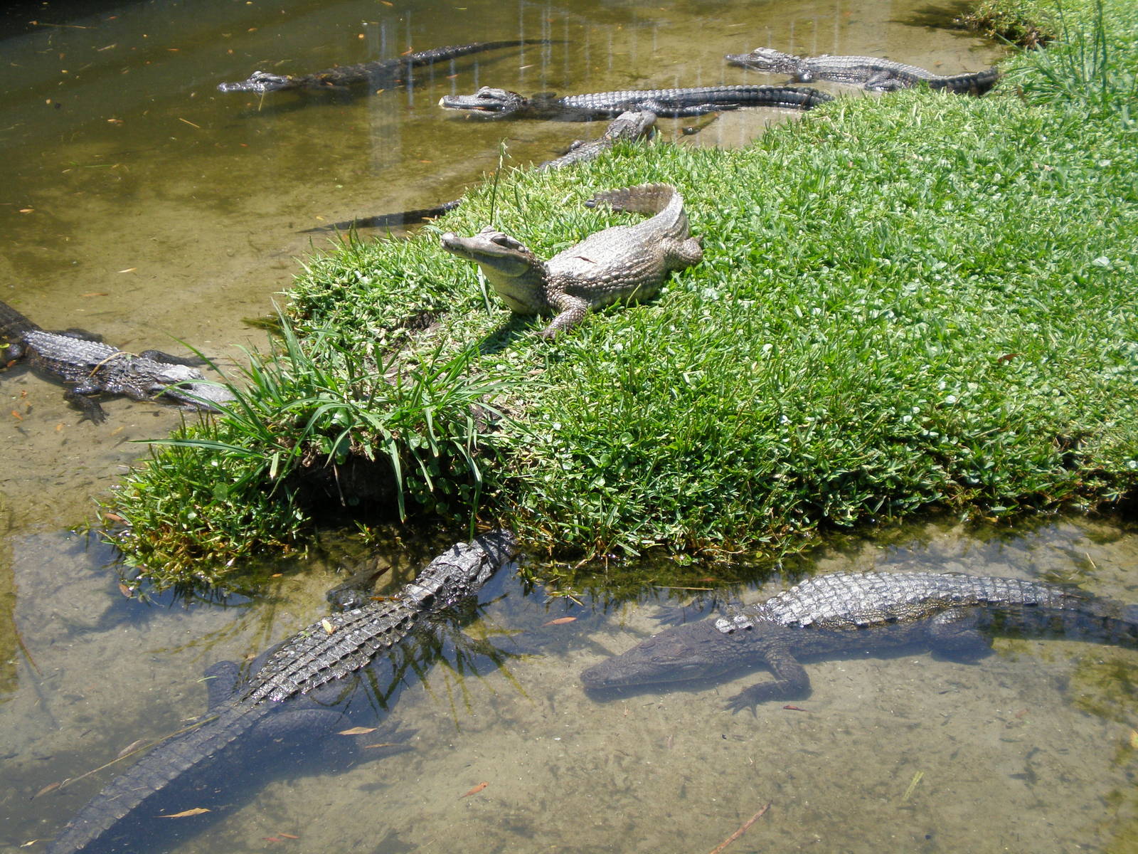 American Alligator Spectacled Caiman Unkown Croc- AA JUN08 II