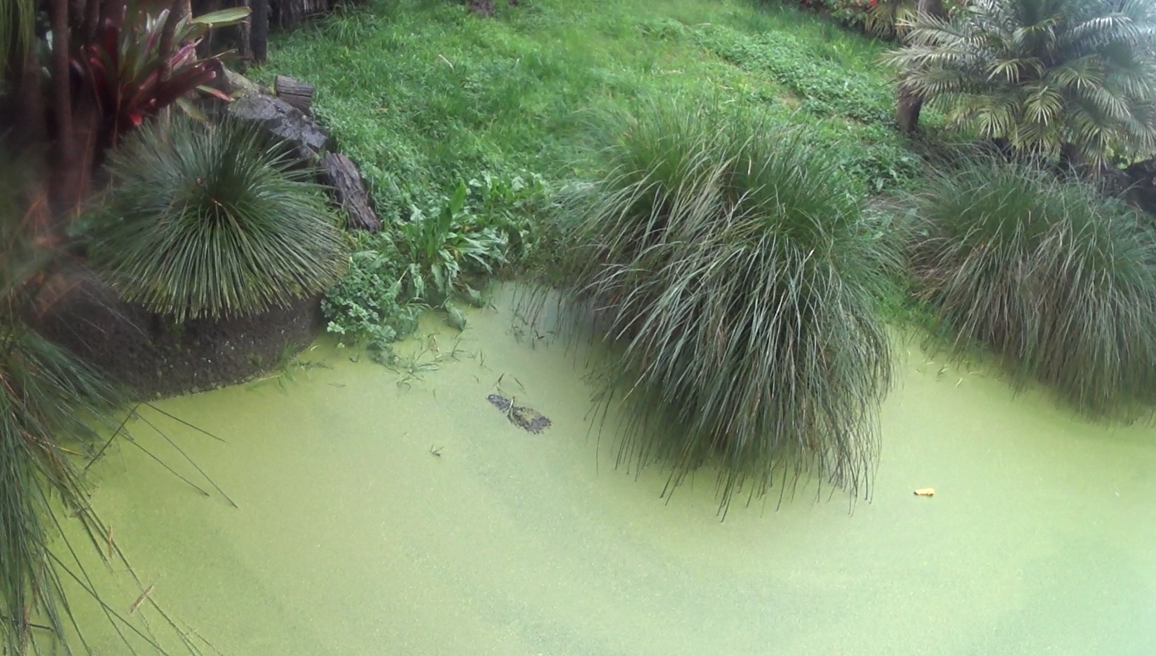 American Alligator submerged in water