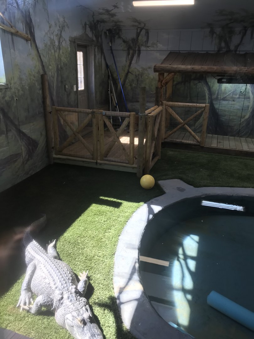 American alligator sunbathing