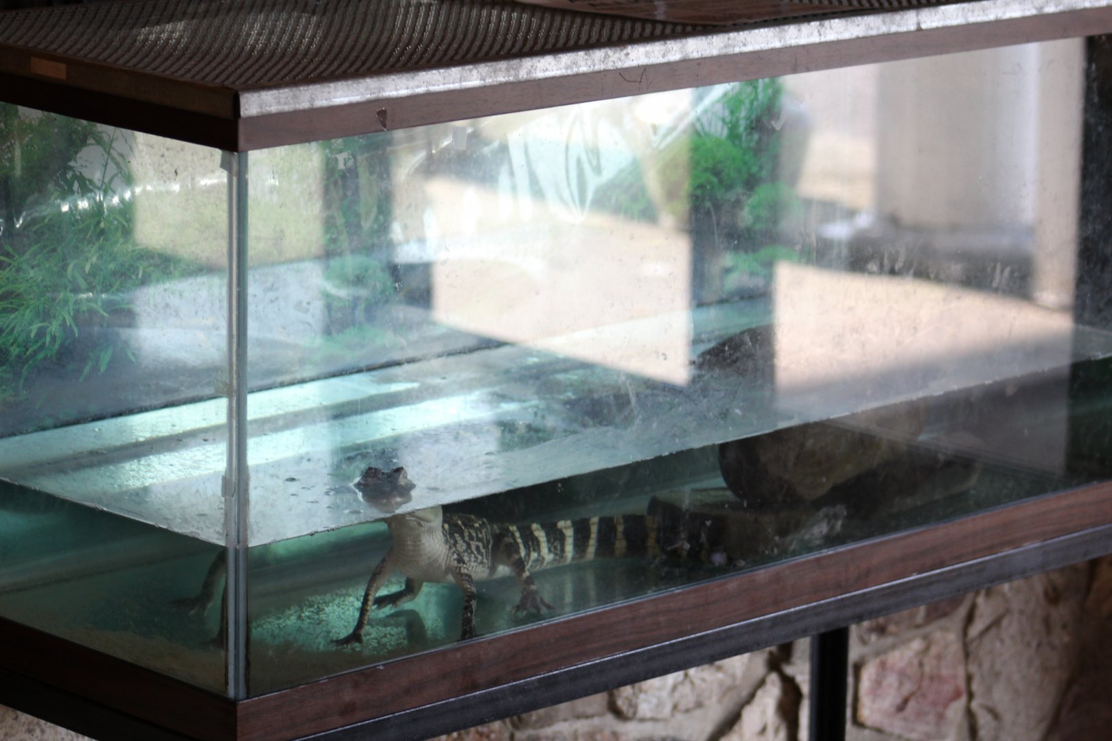 American Alligator Terrarium