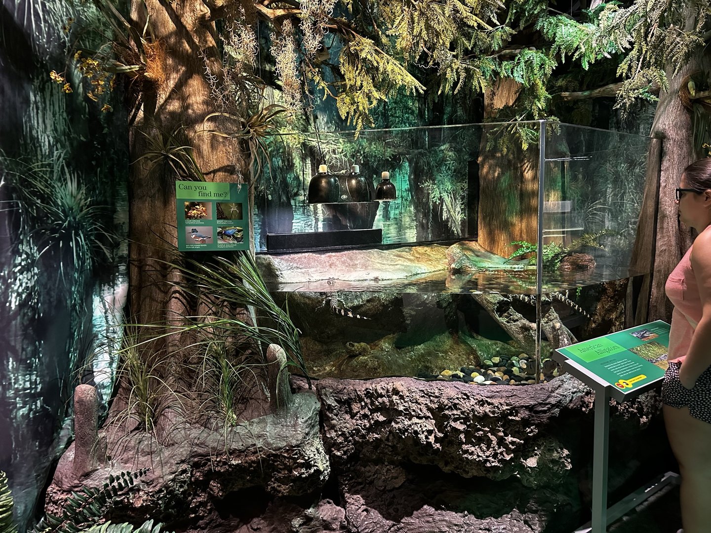 American Alligator Terrarium