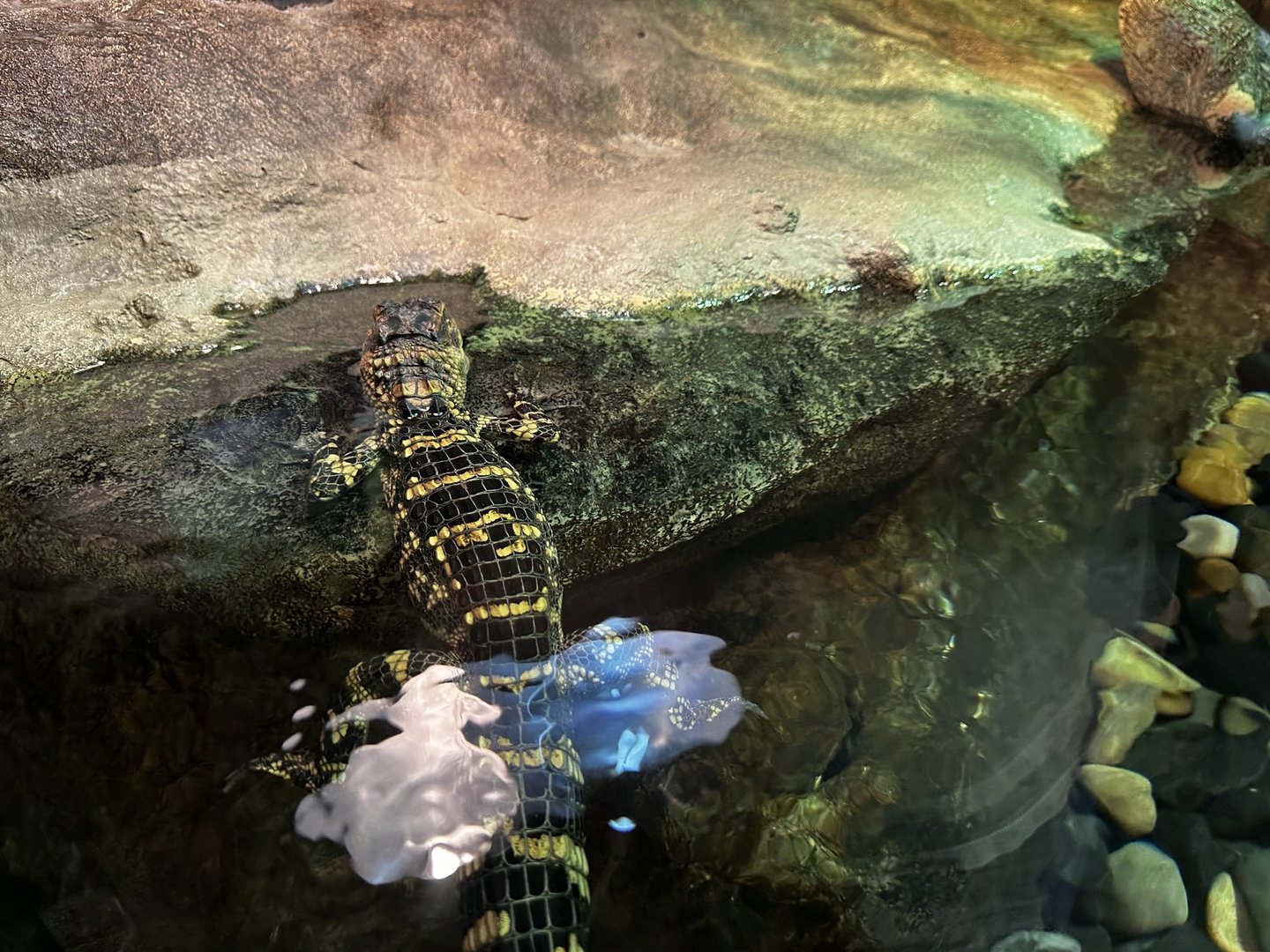 American Alligator Terrarium