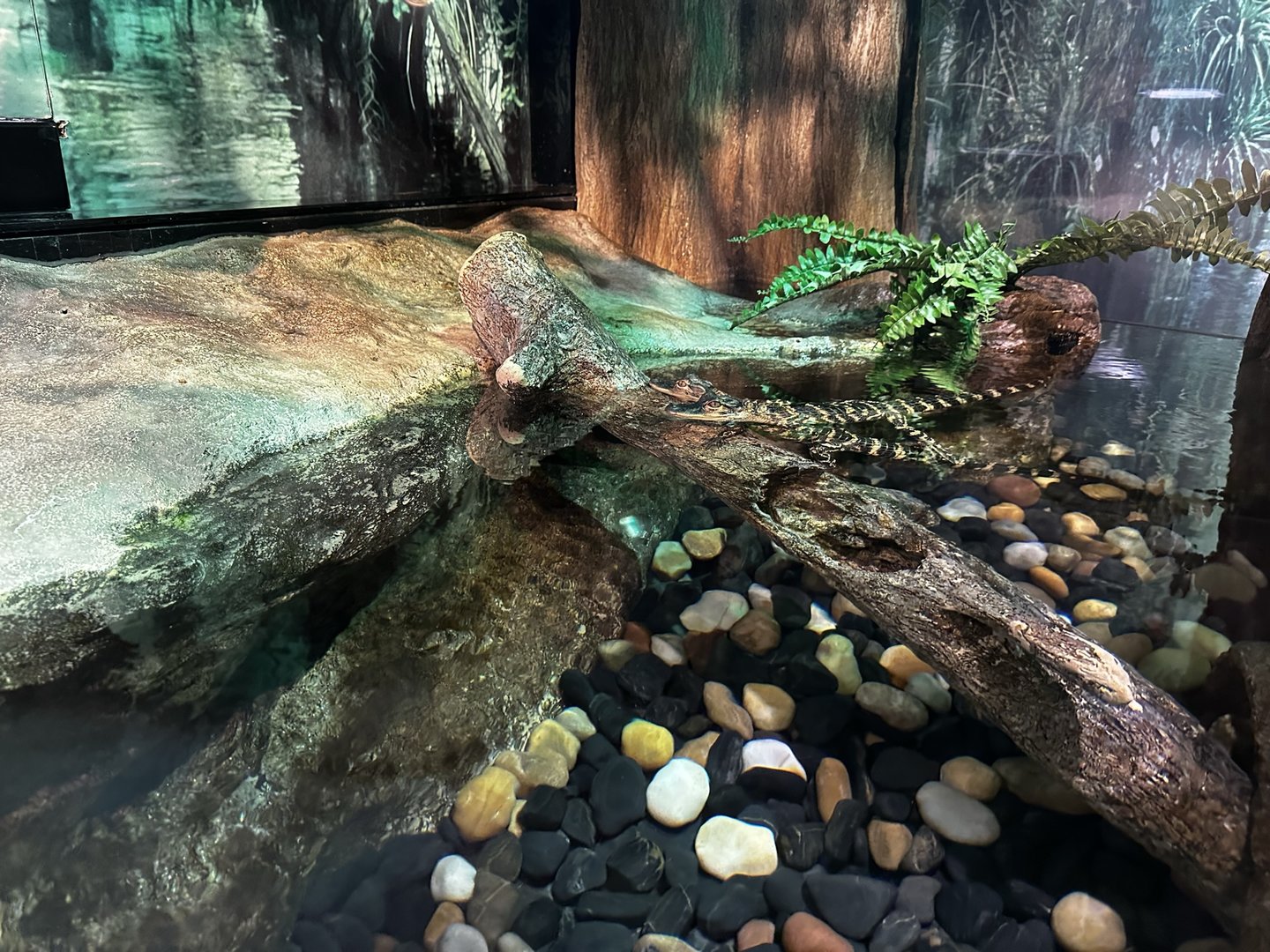 American Alligator Terrarium