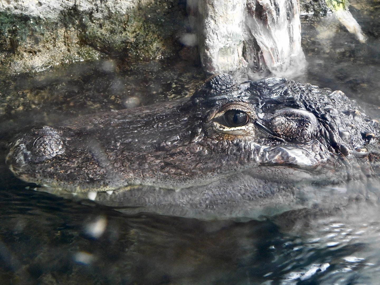 American Alligator that shows its face out of the water August 2, 2025　