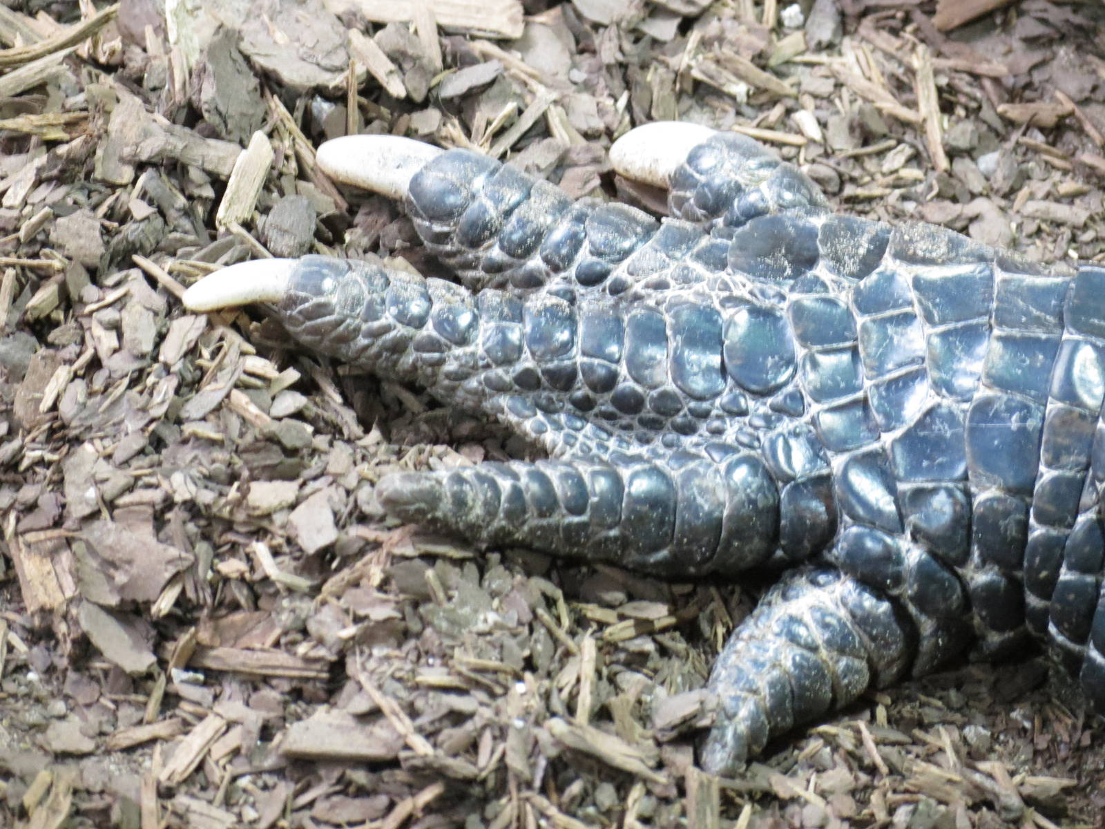 American Alligator Toes