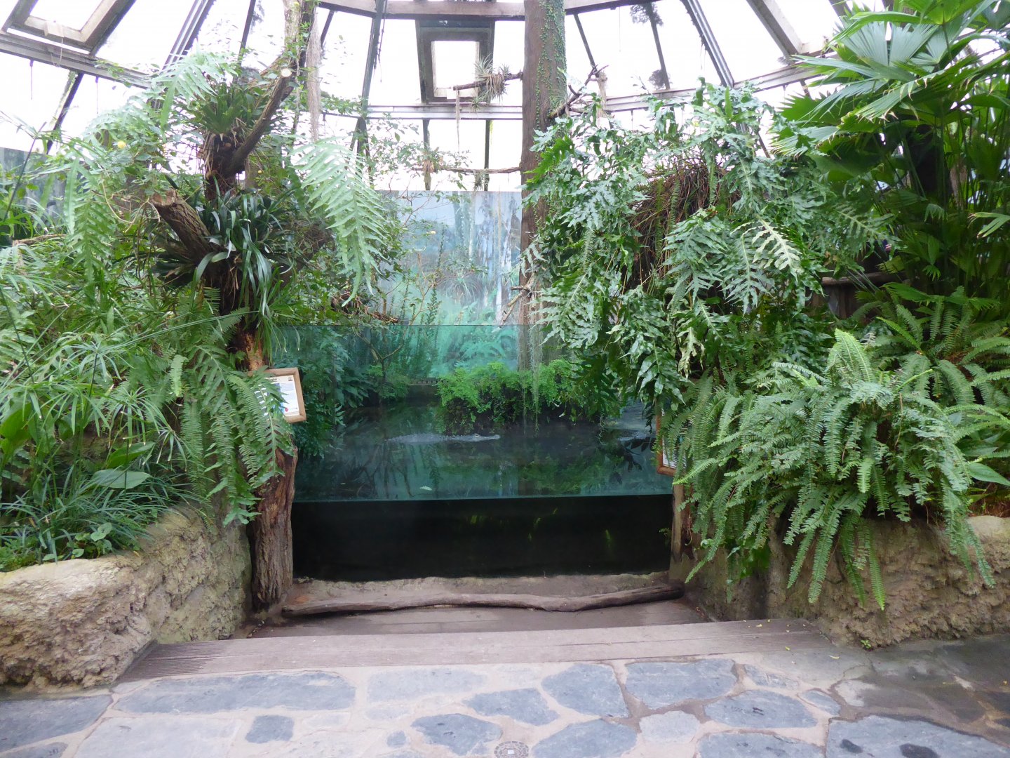 American alligator viewing window 280118