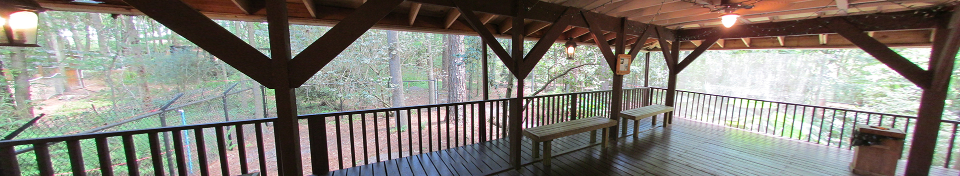 American Alligator Viewing