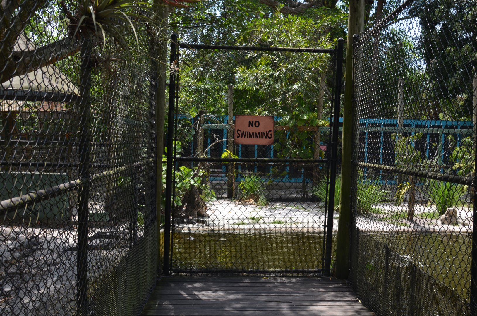 American Alligator Viewing