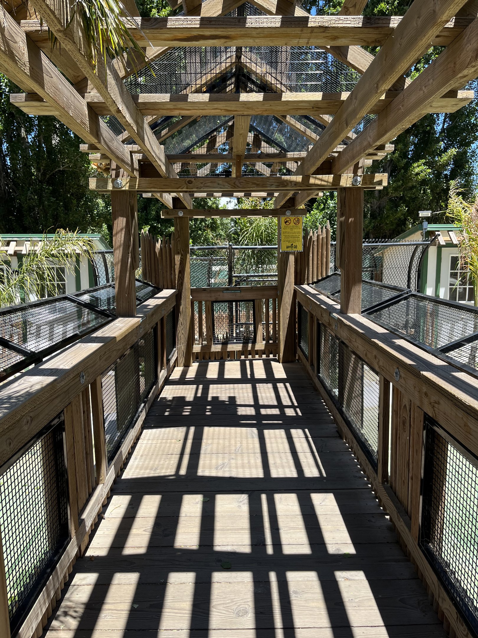 American Alligator - Visitor Bridge