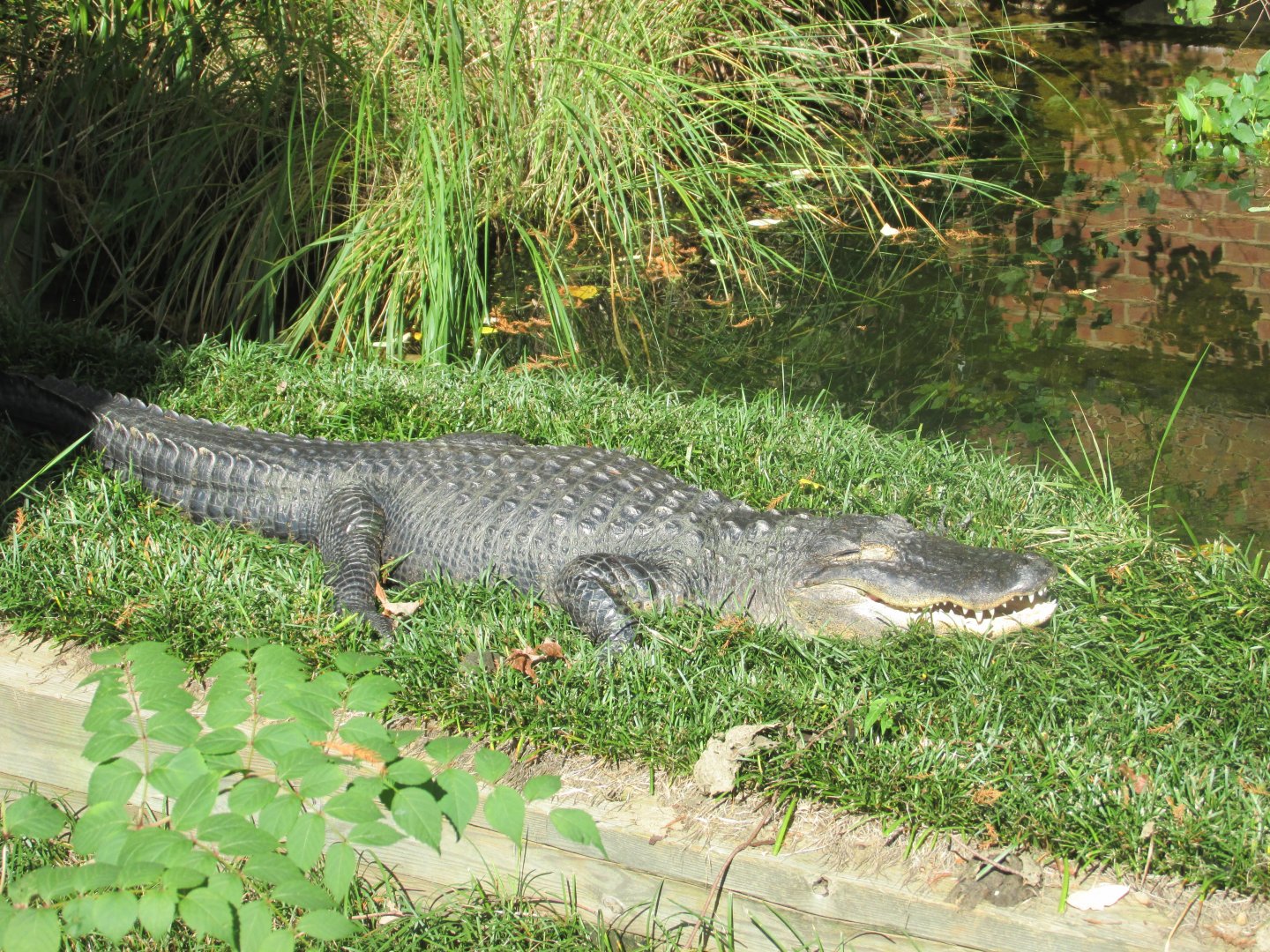 american alligator wally