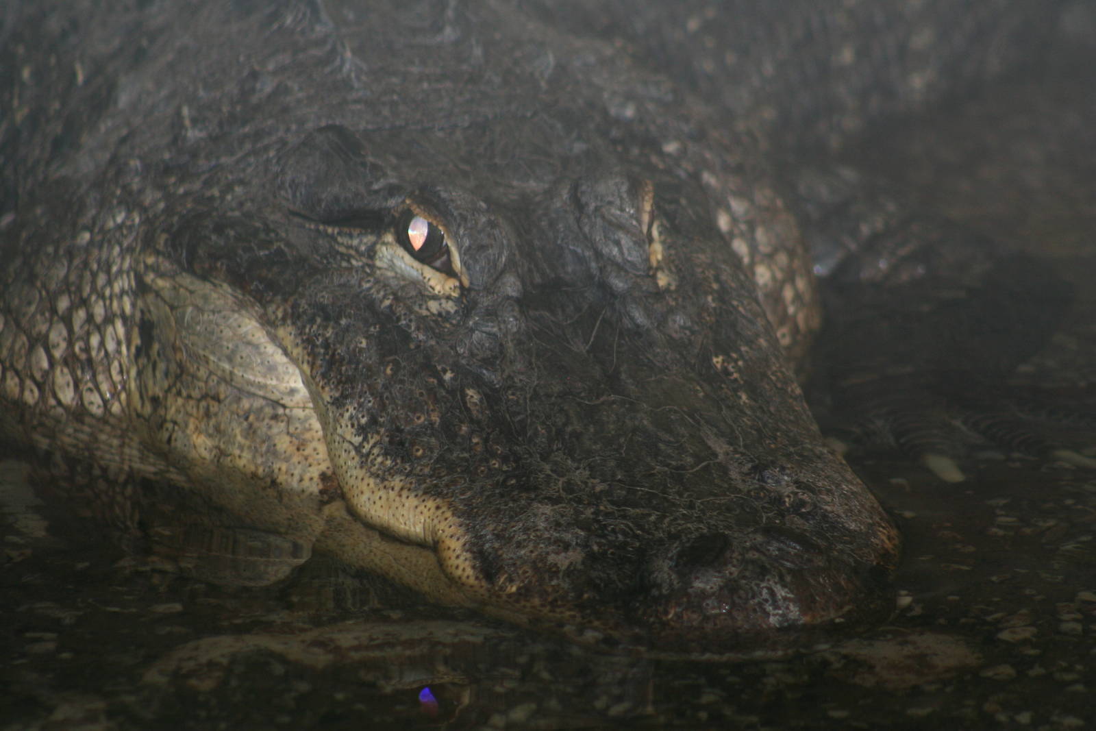 American Alligator @ West Midland Safari Park  15.07.2013