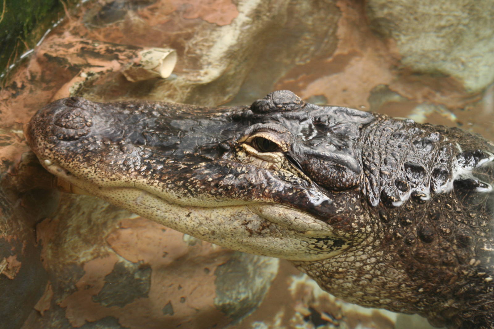 American Alligator @ West Midland Safari Park; 23.10.09