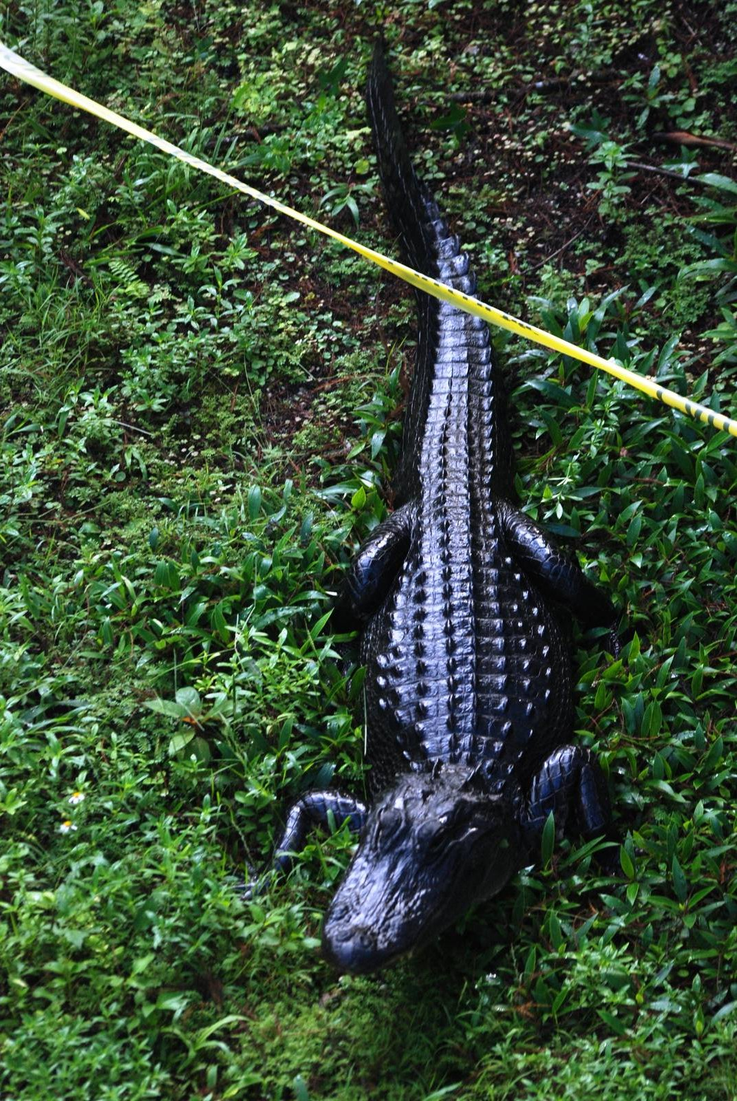 American Alligator, Western Everglades/Big Cypress, October 2013