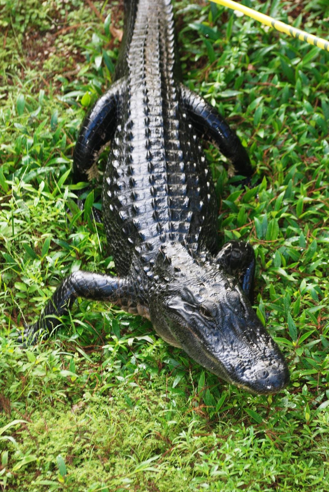 American Alligator, Western Everglades/Big Cypress, October 2013