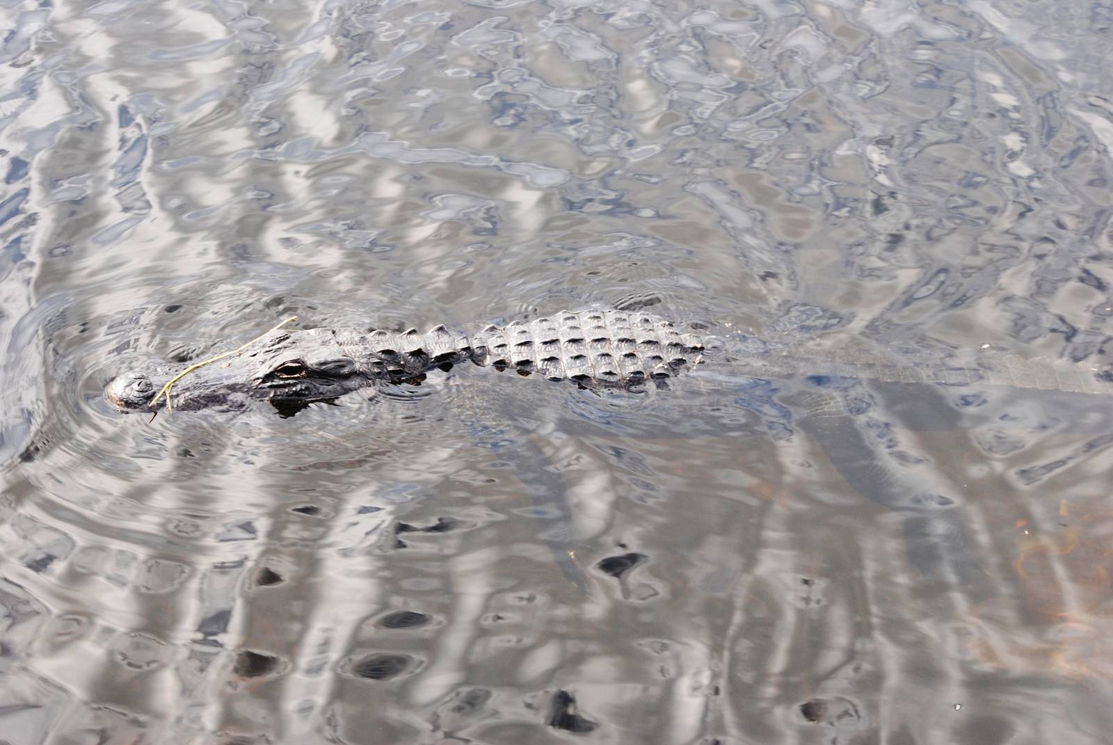 American Alligator, Western Everglades/Big Cypress, October 2013
