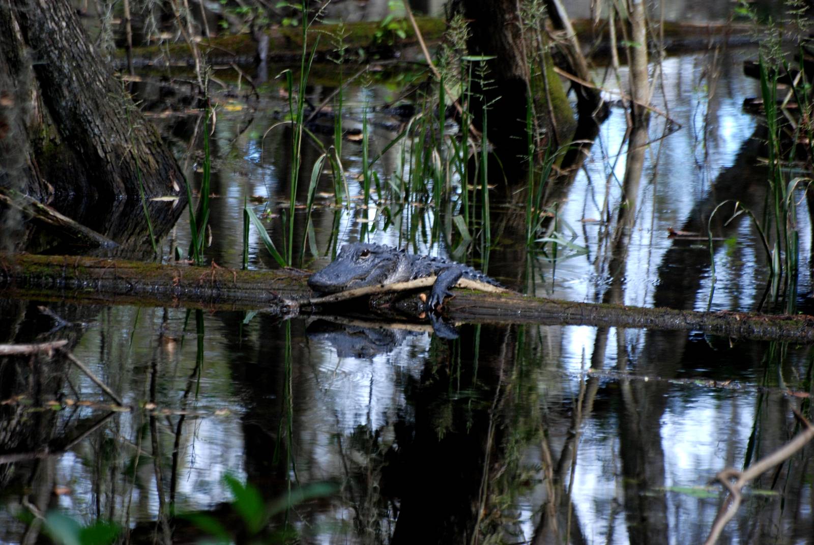 American Alligator, Western Everglades/Big Cypress, October 2013