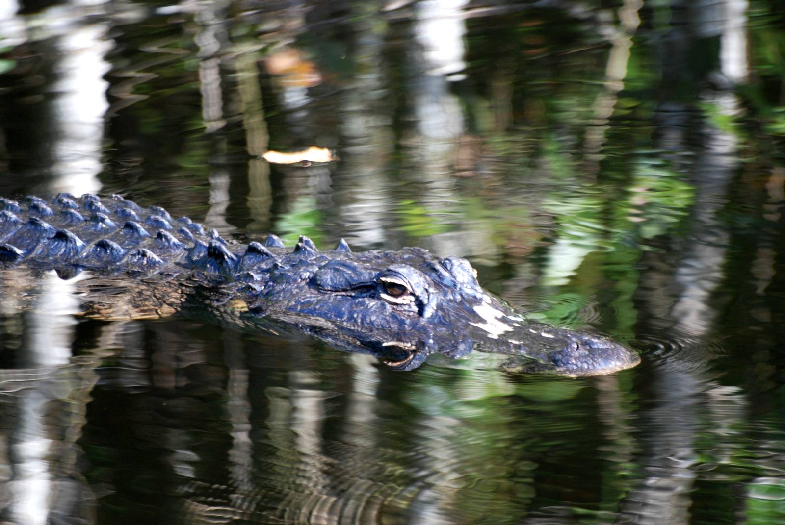 American Alligator, Western Everglades/Big Cypress, October 2013