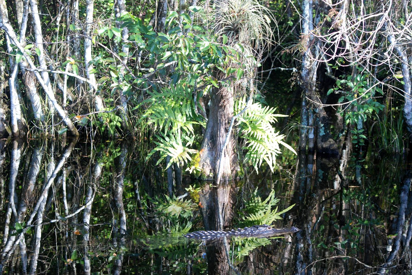 American Alligator, Western Everglades/Big Cypress, October 2013