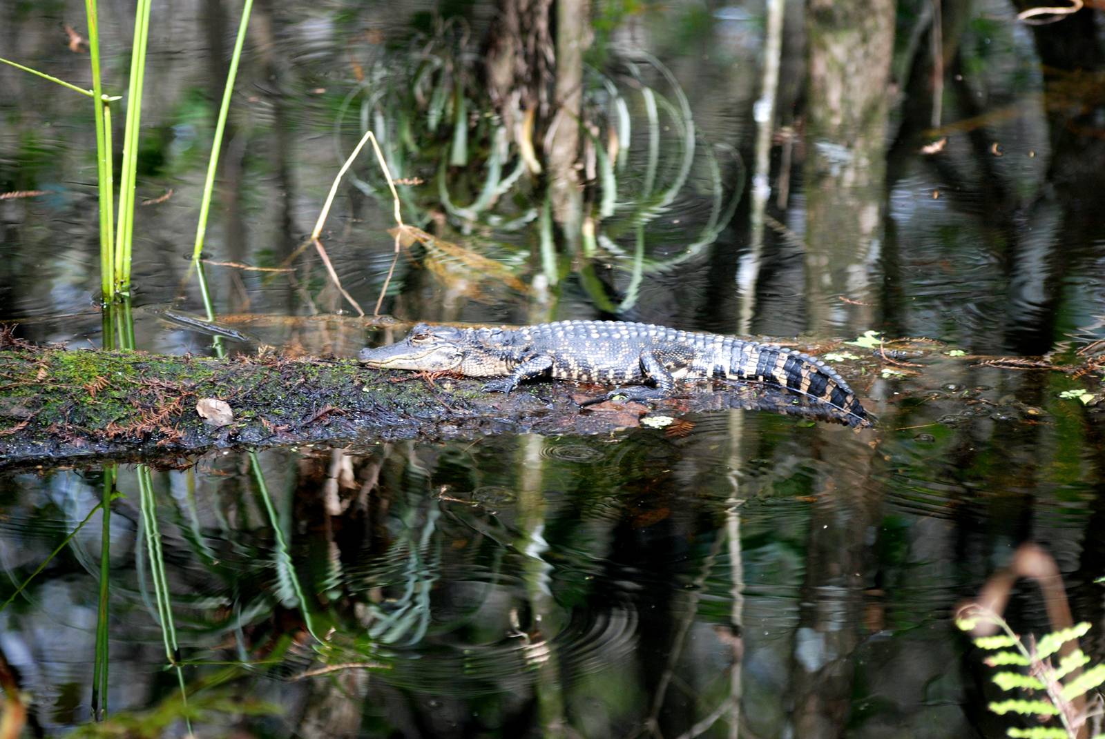 American Alligator Youngster, Corkscrew Swamp Sanctuary, October 2013