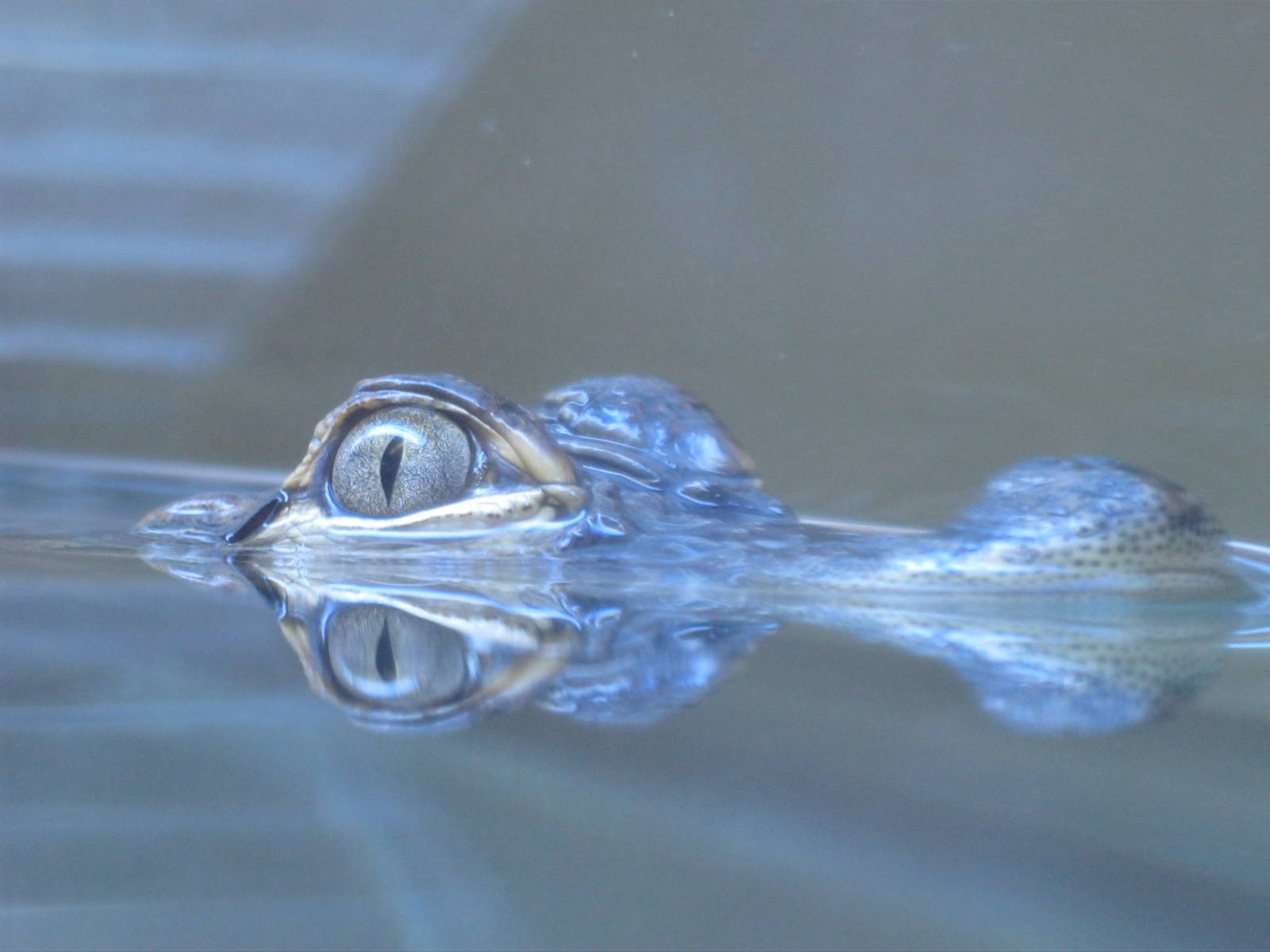 American Alligator Youngster
