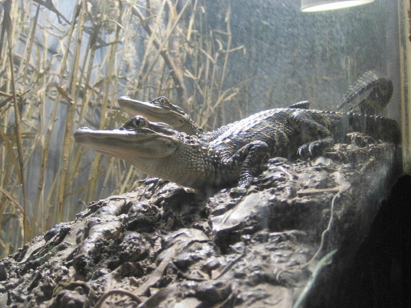 American Alligator Youngsters