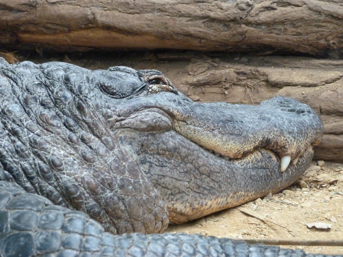 American alligator -ZooParc de Beauval (2025)