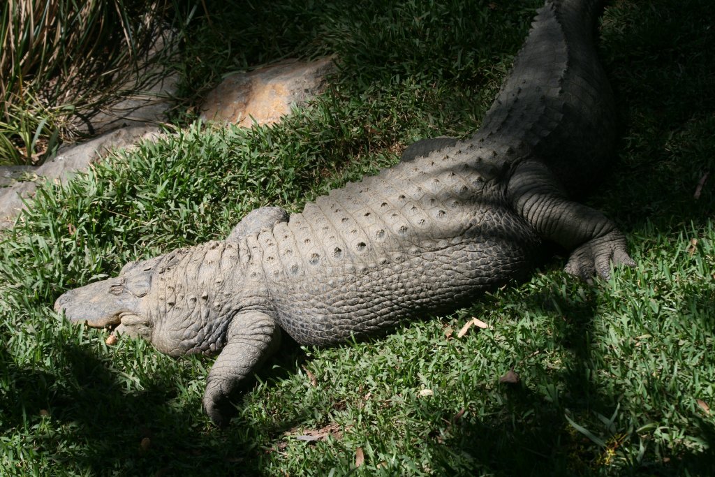 American Alligator