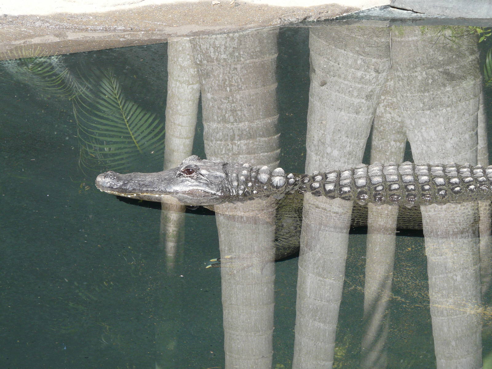American alligator
