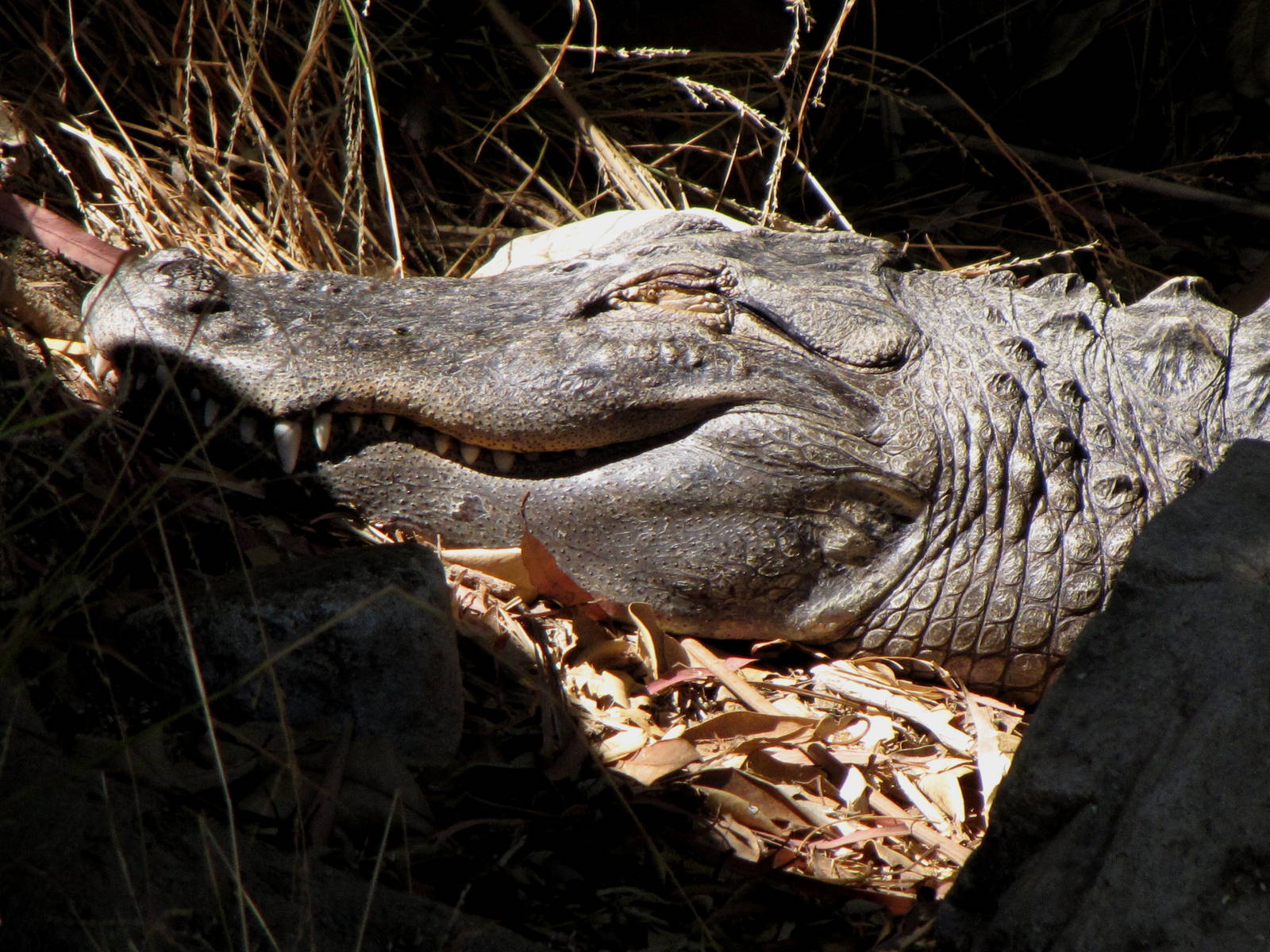American Alligator