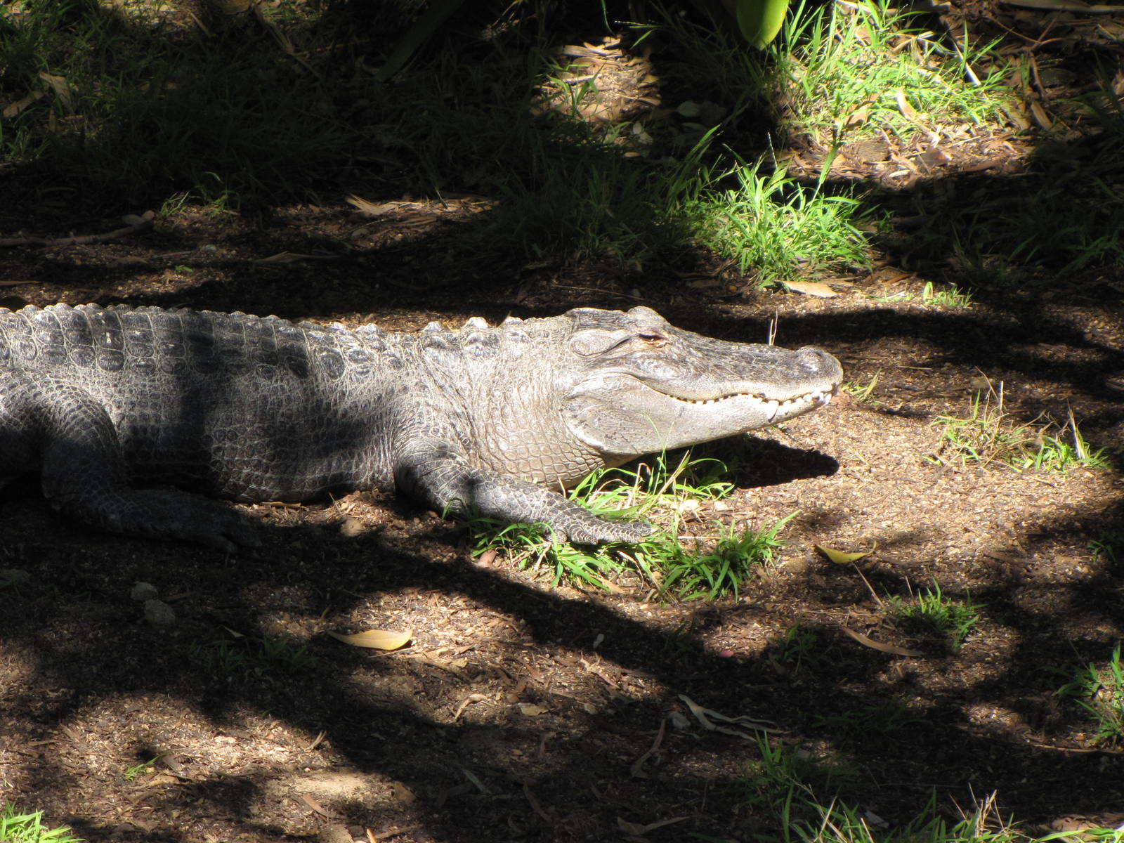 American Alligator