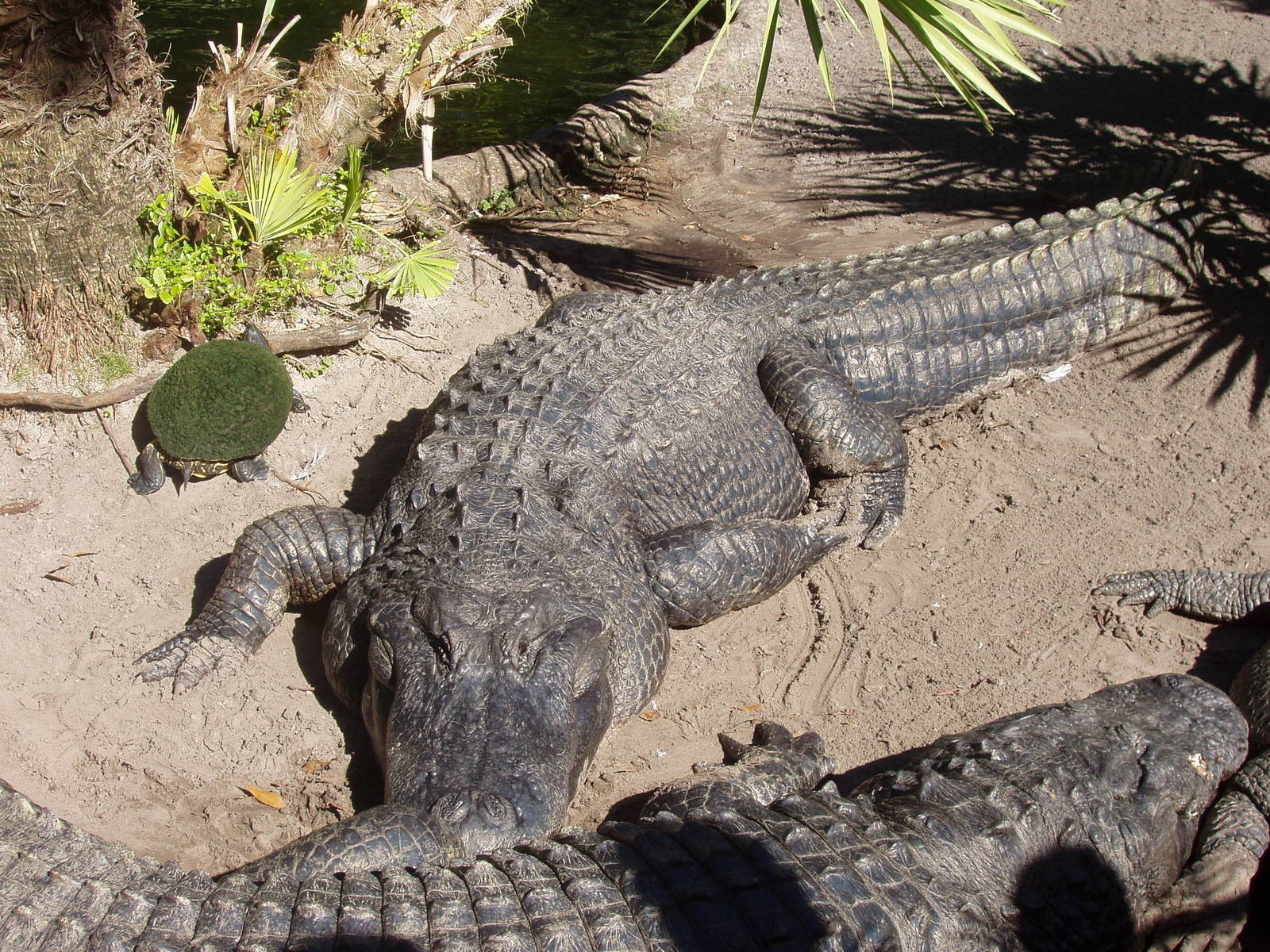 American Alligator