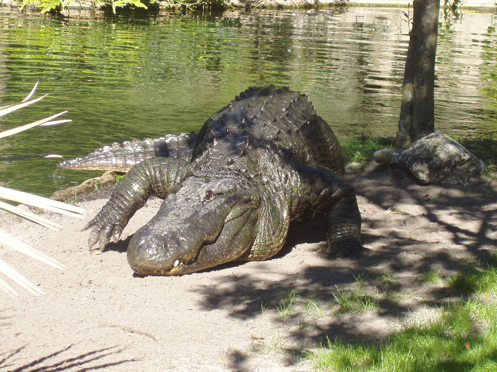 American Alligator