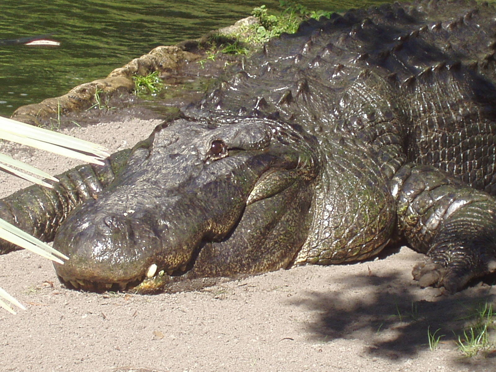 American Alligator