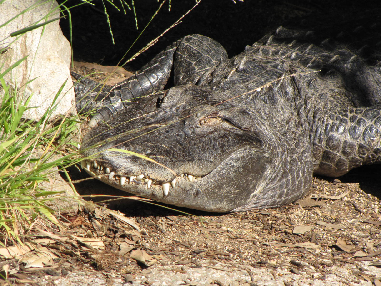 American Alligator