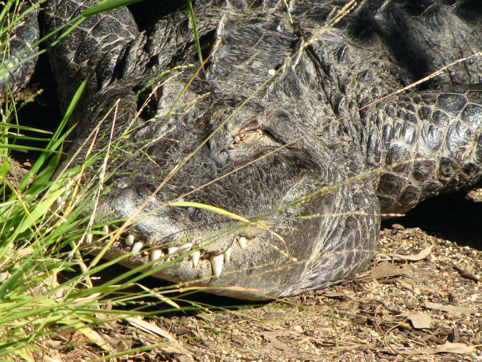 American Alligator