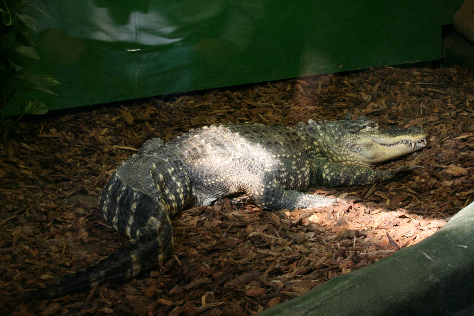 American alligator