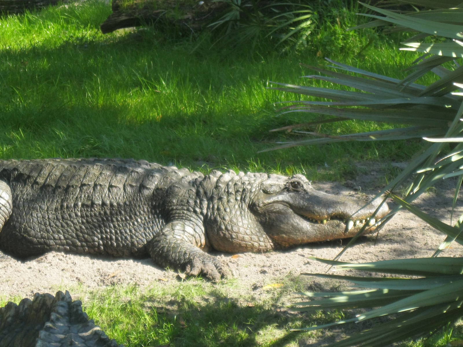 American Alligator