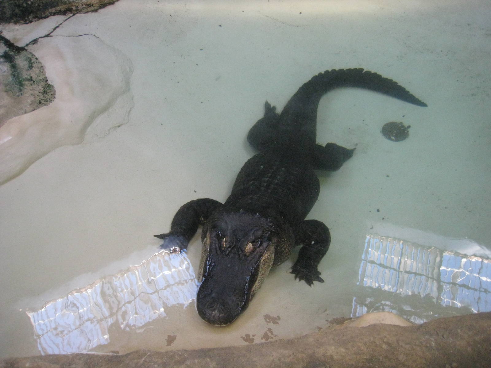 American Alligator