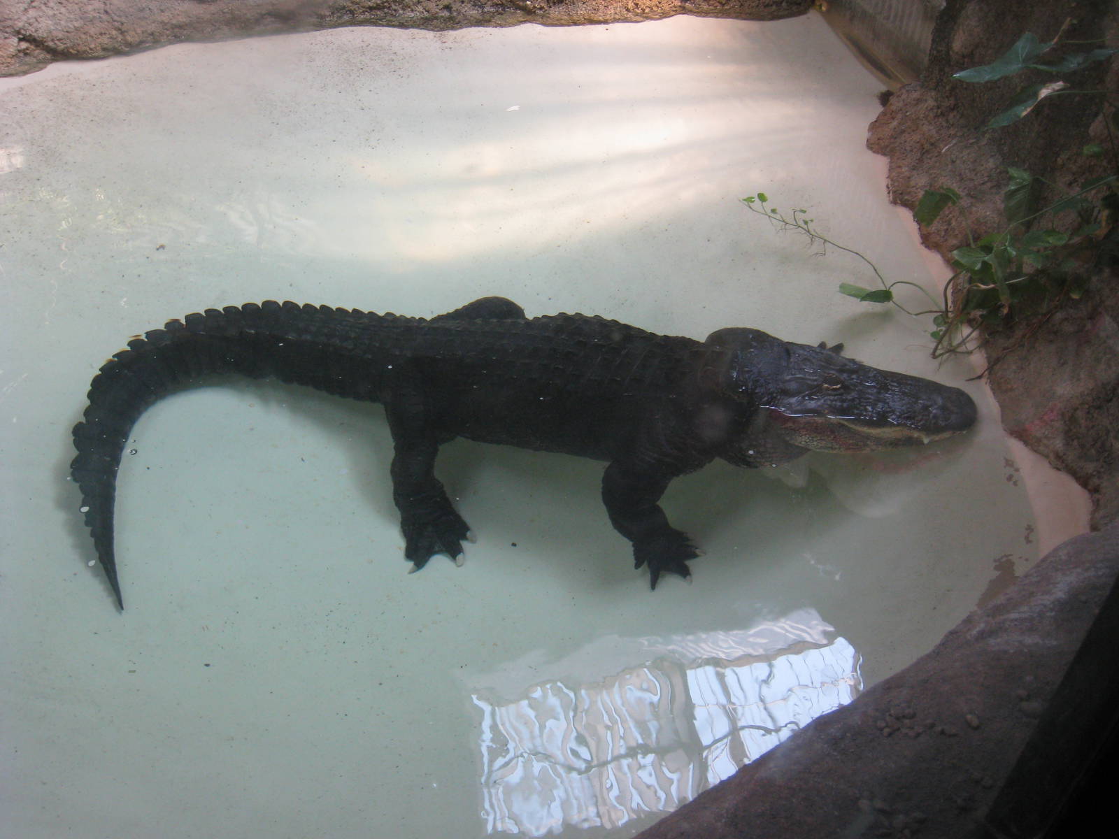 American Alligator