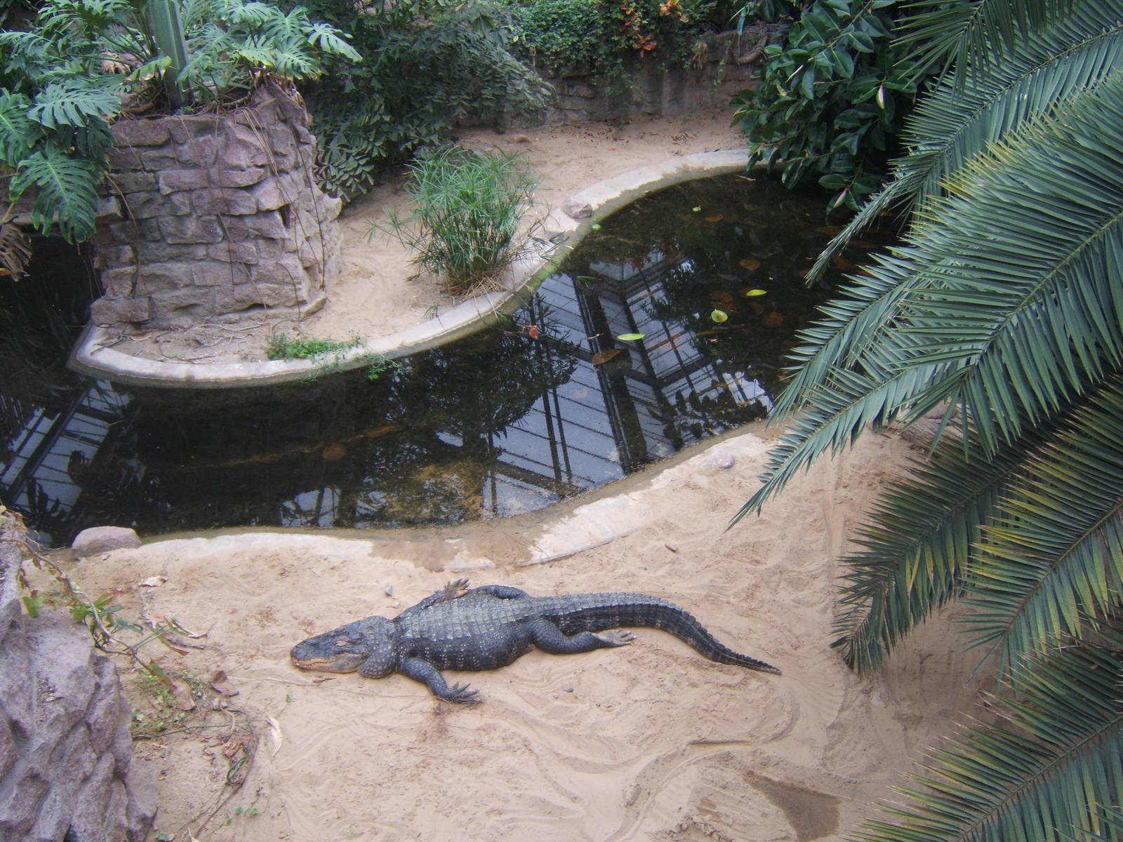 American Alligator