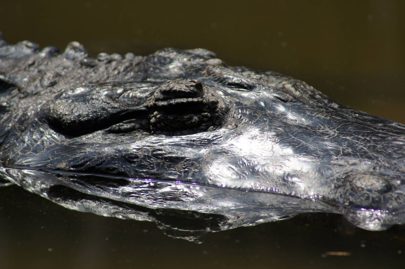 American Alligator