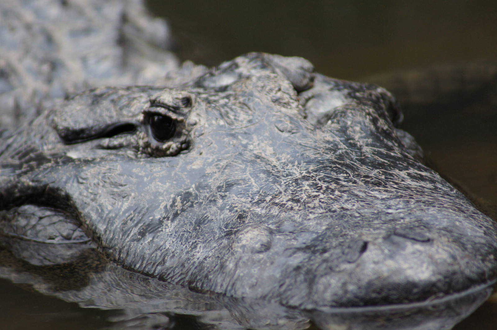 American Alligator