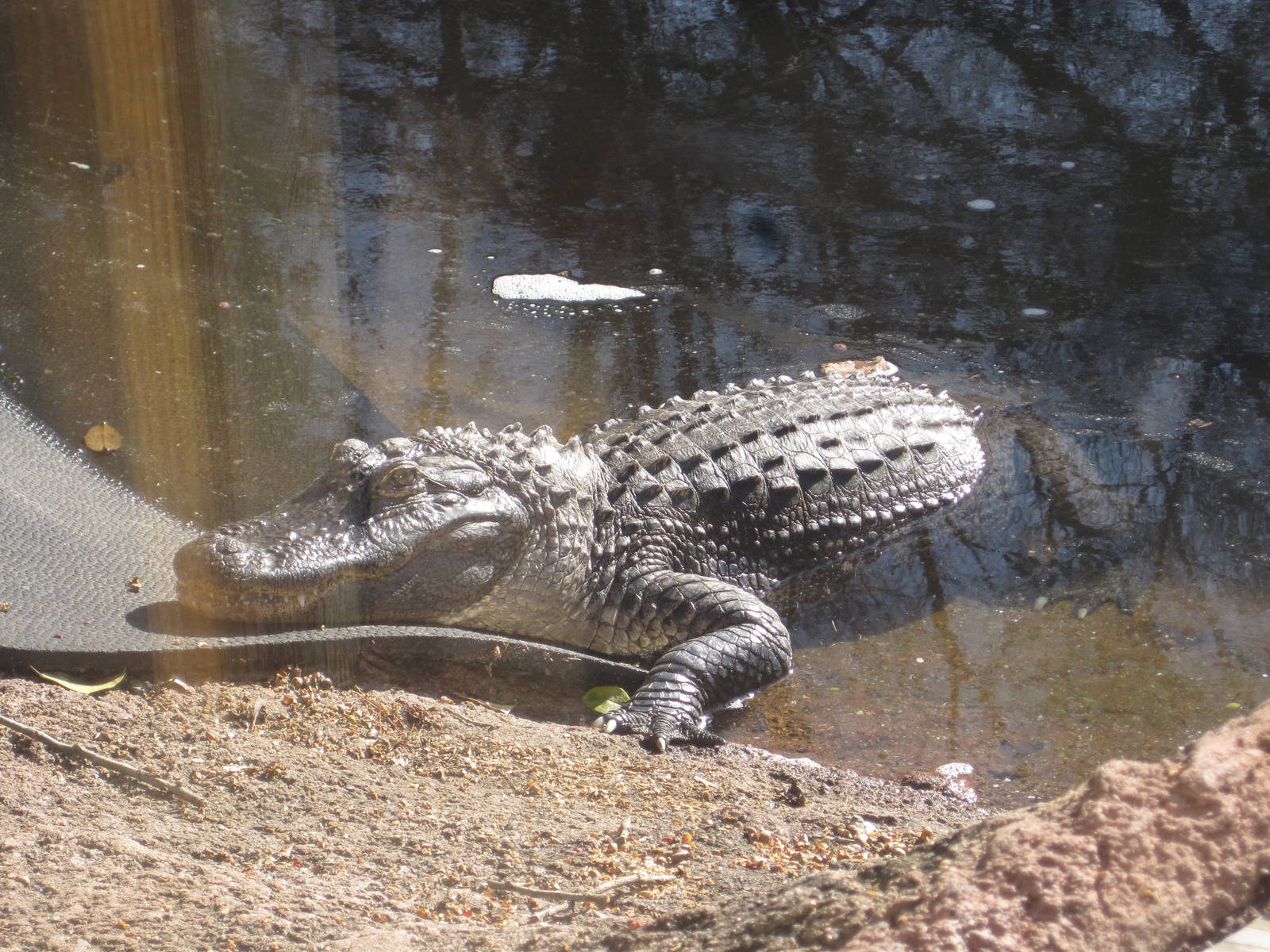 American Alligator